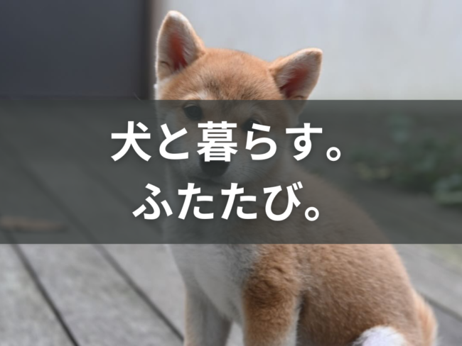 柴犬と暮らす